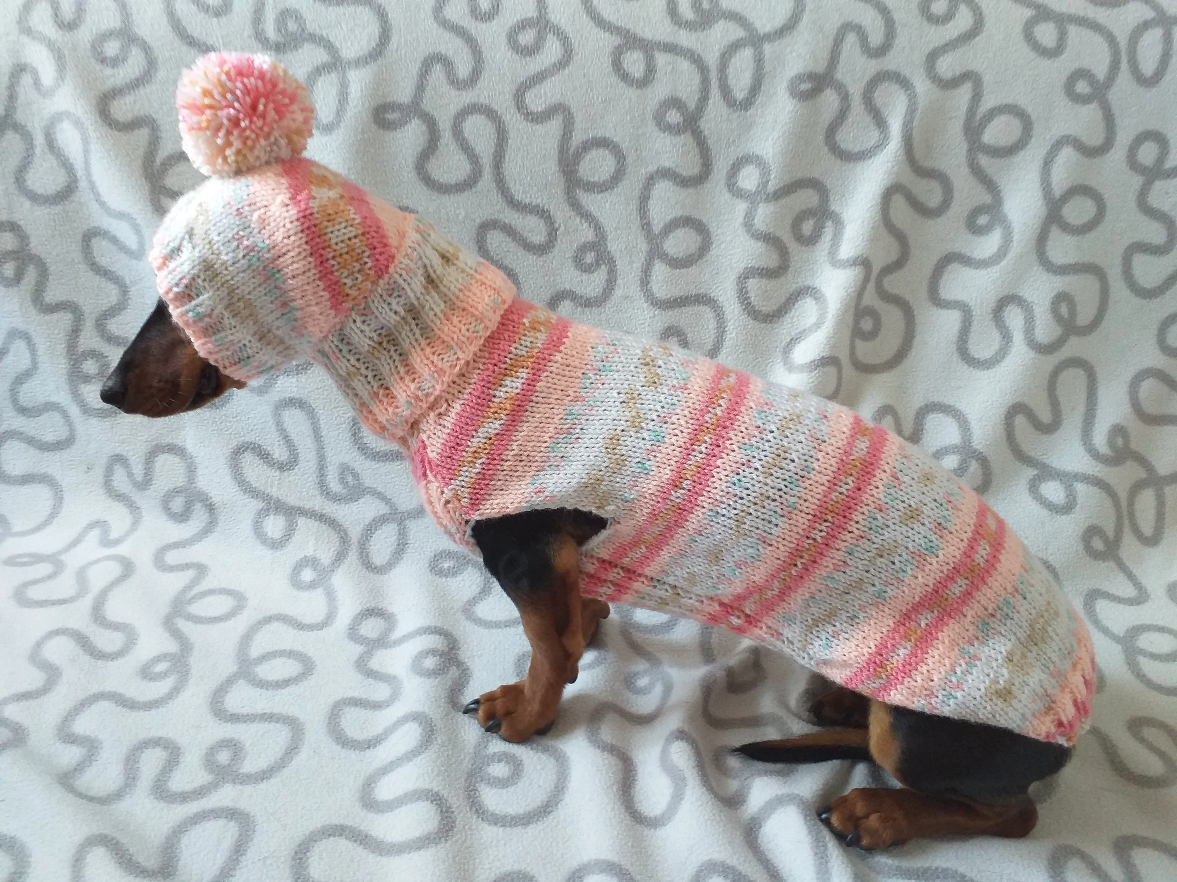 Clothes suit for mini dachshund or small dog knitted sweater and hat