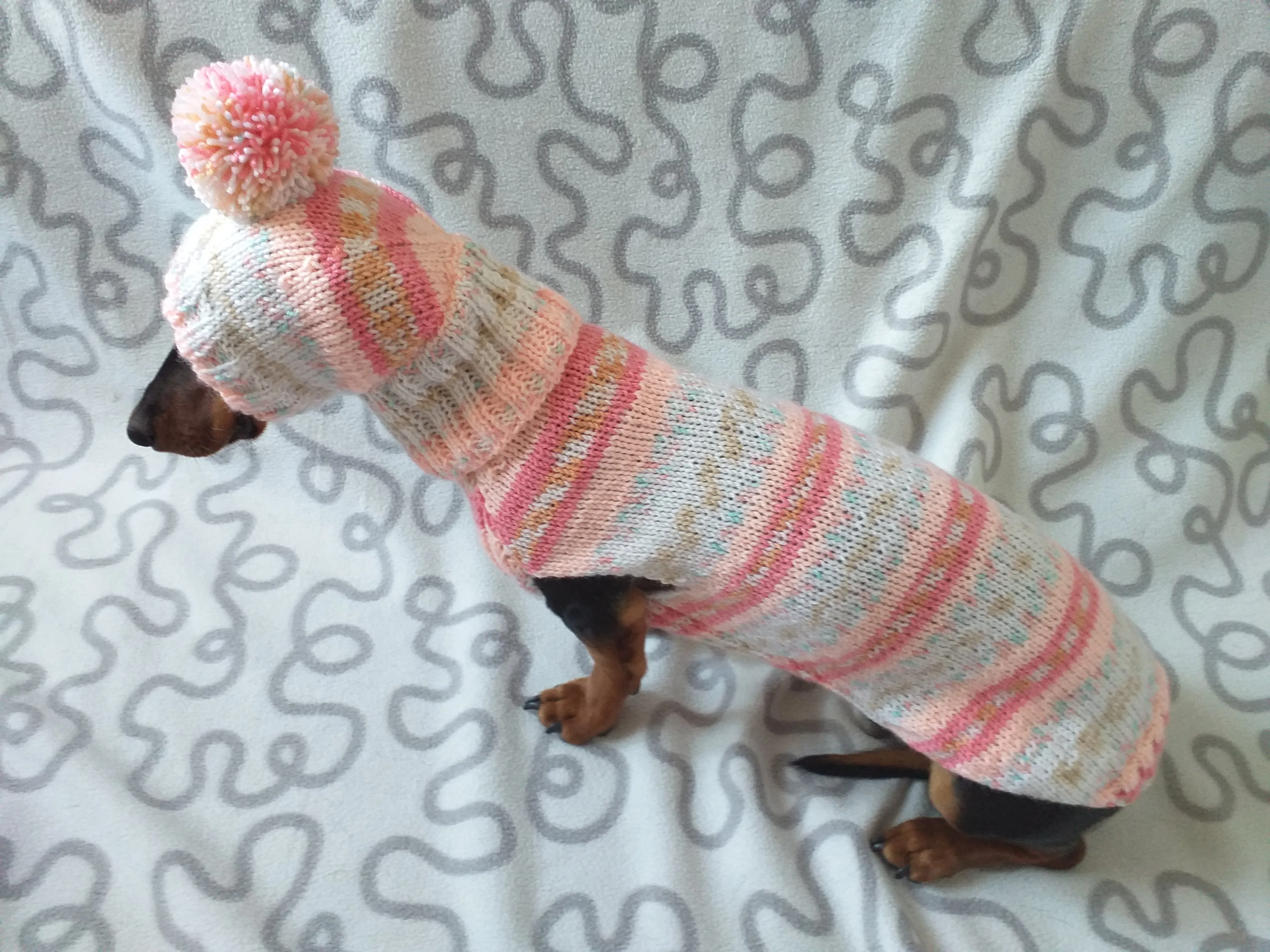 Clothes suit for mini dachshund or small dog knitted sweater and hat