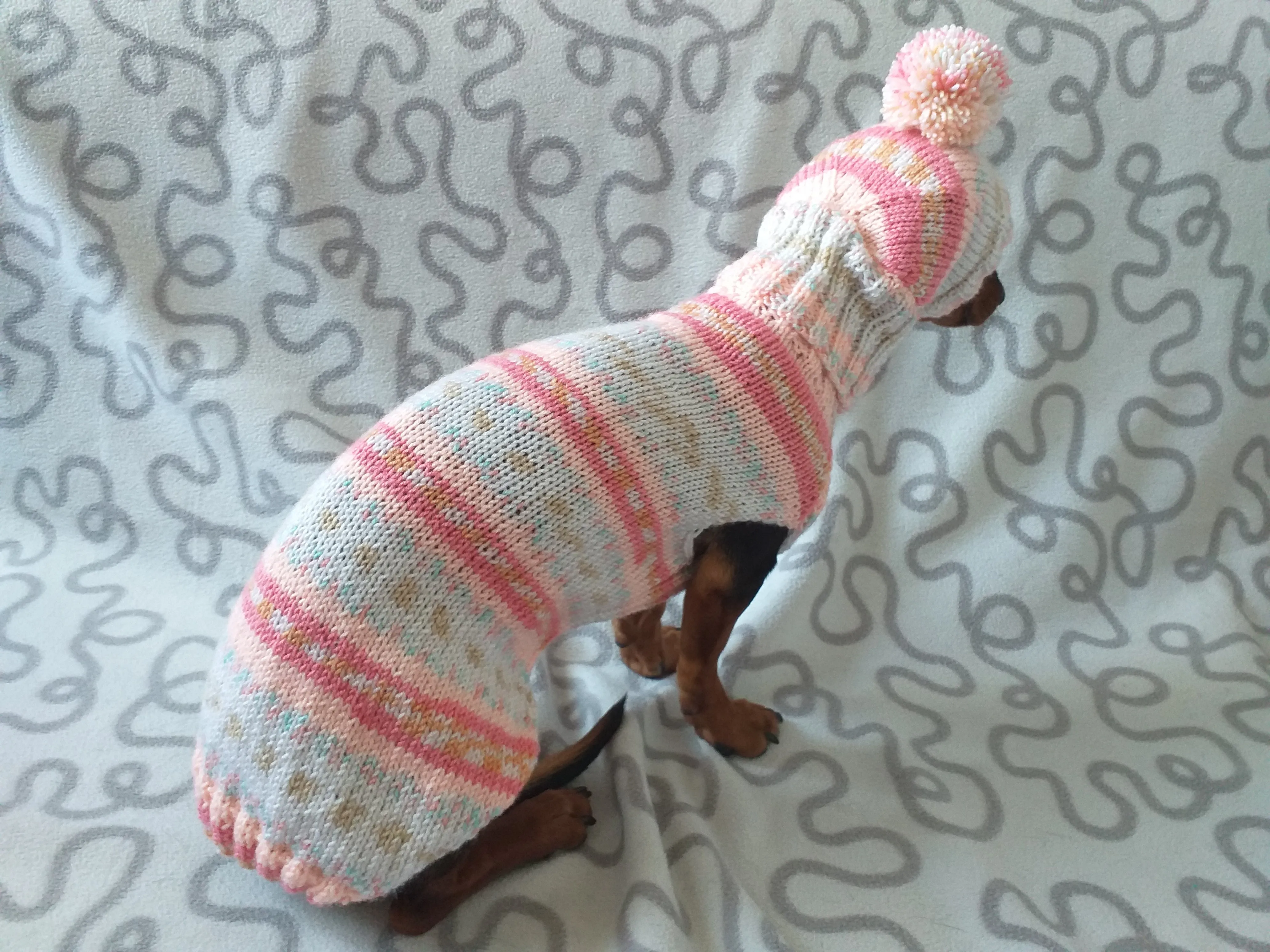 Clothes suit for mini dachshund or small dog knitted sweater and hat