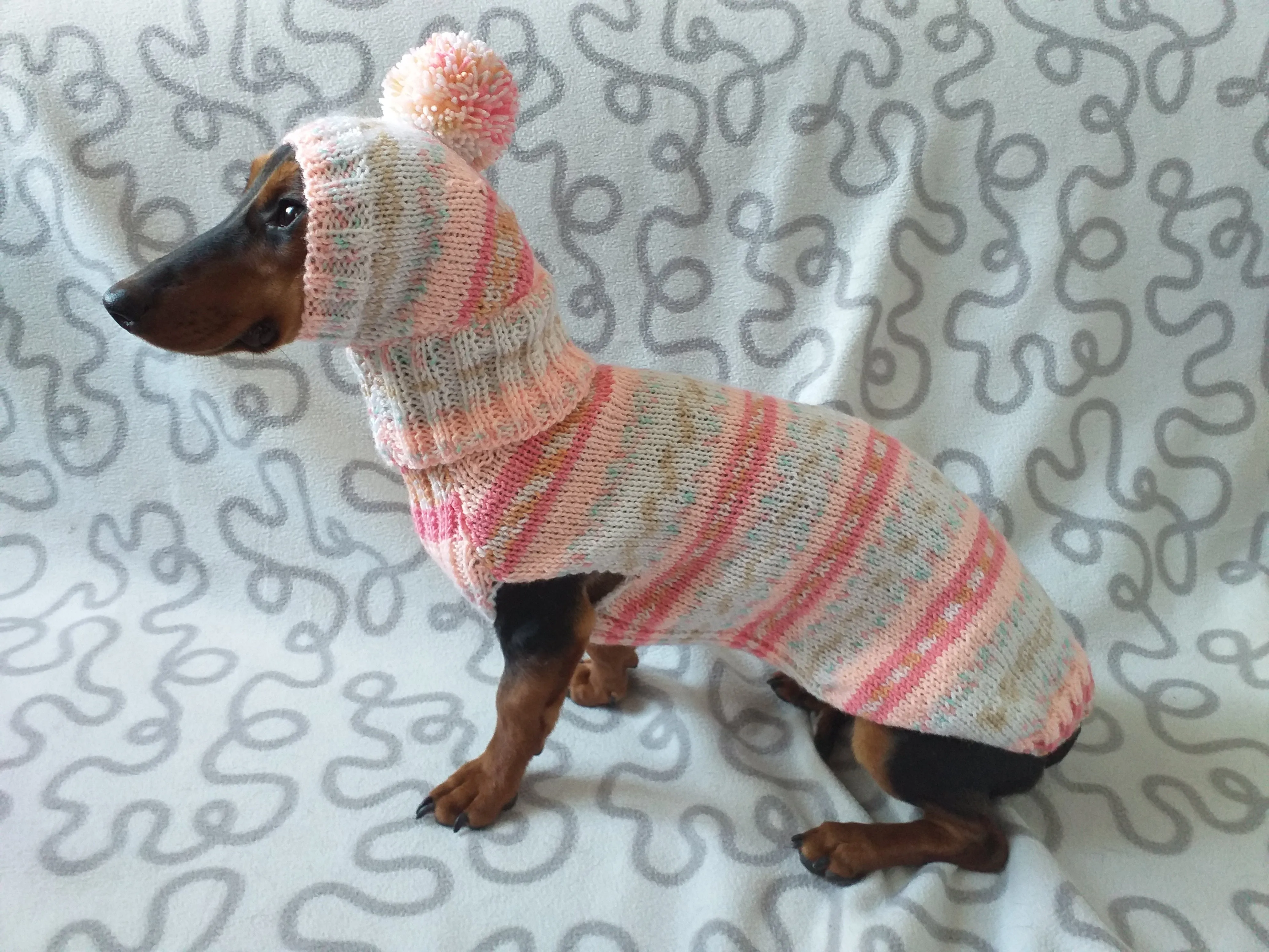 Clothes suit for mini dachshund or small dog knitted sweater and hat