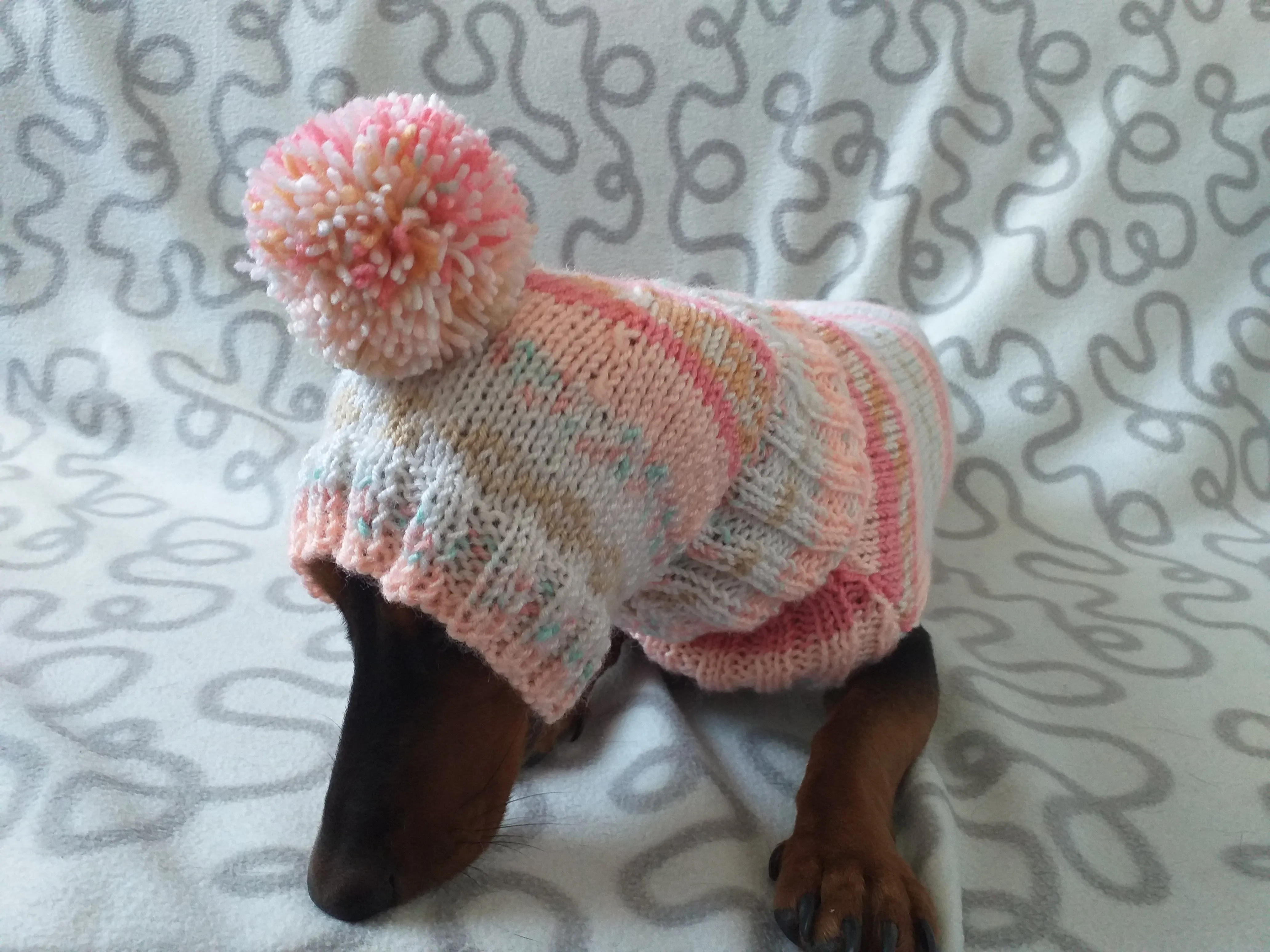 Clothes suit for mini dachshund or small dog knitted sweater and hat