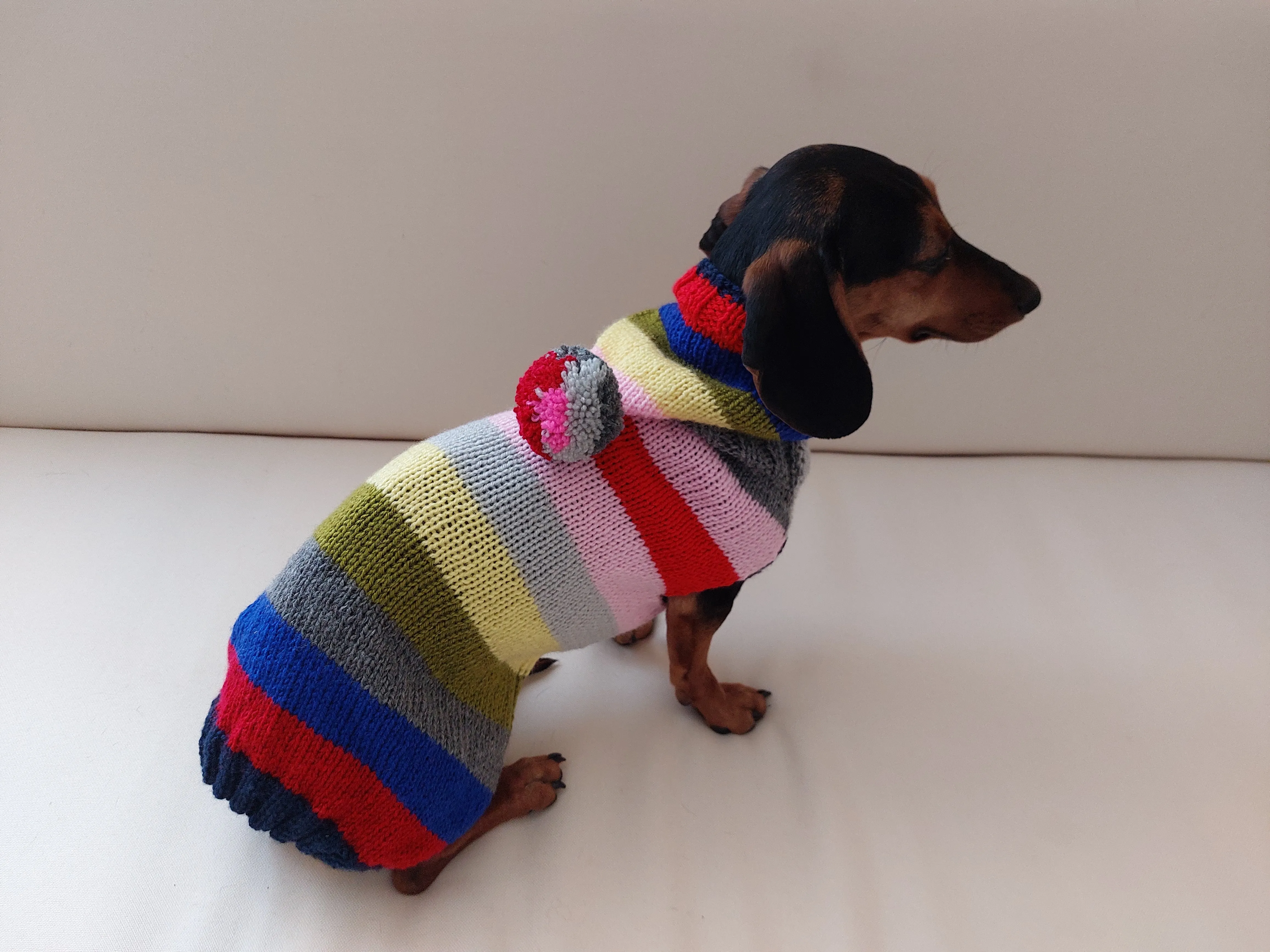 Hoodie  for dog, hoodie for miniature dachshund