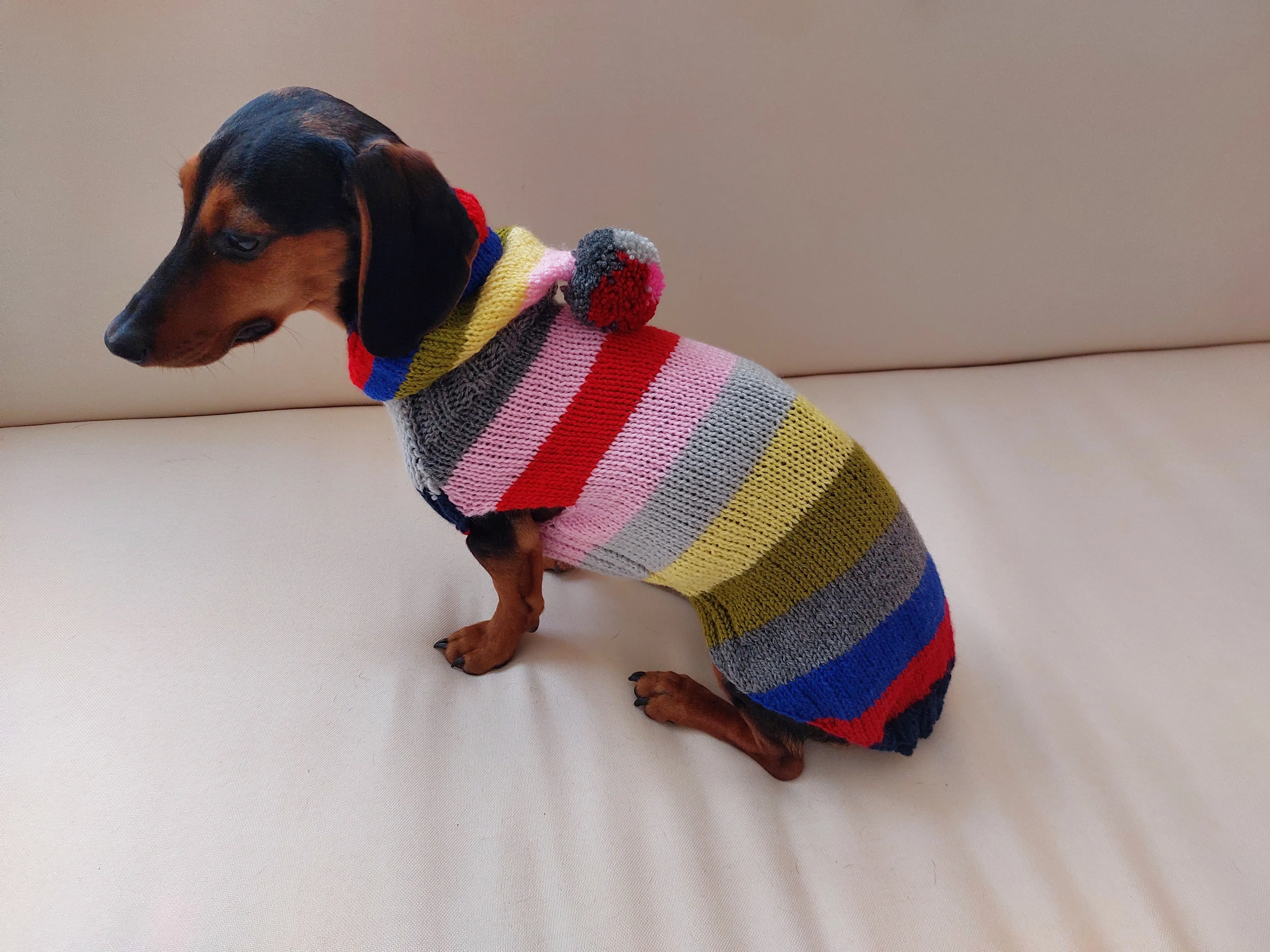 Hoodie  for dog, hoodie for miniature dachshund