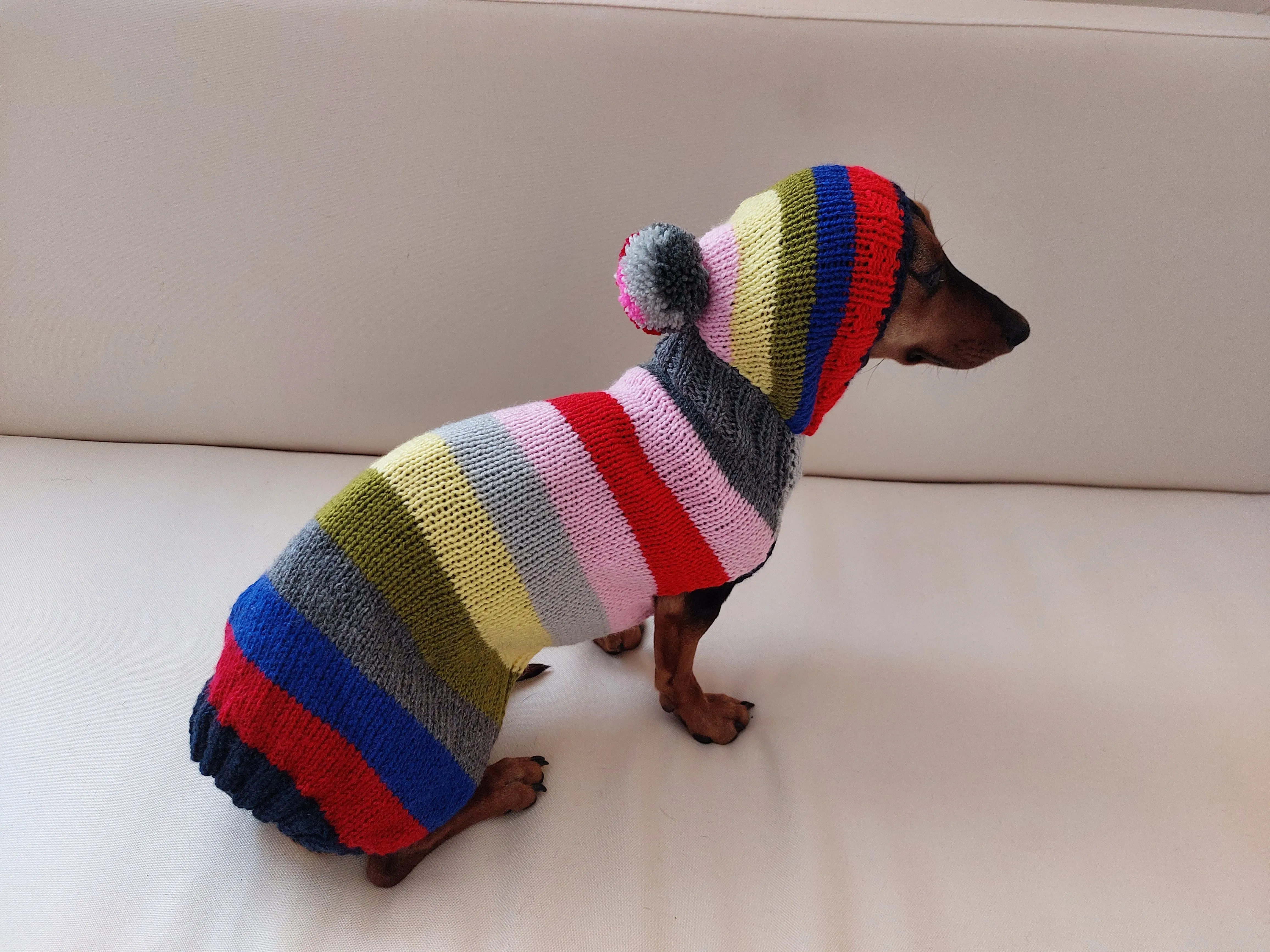 Hoodie  for dog, hoodie for miniature dachshund