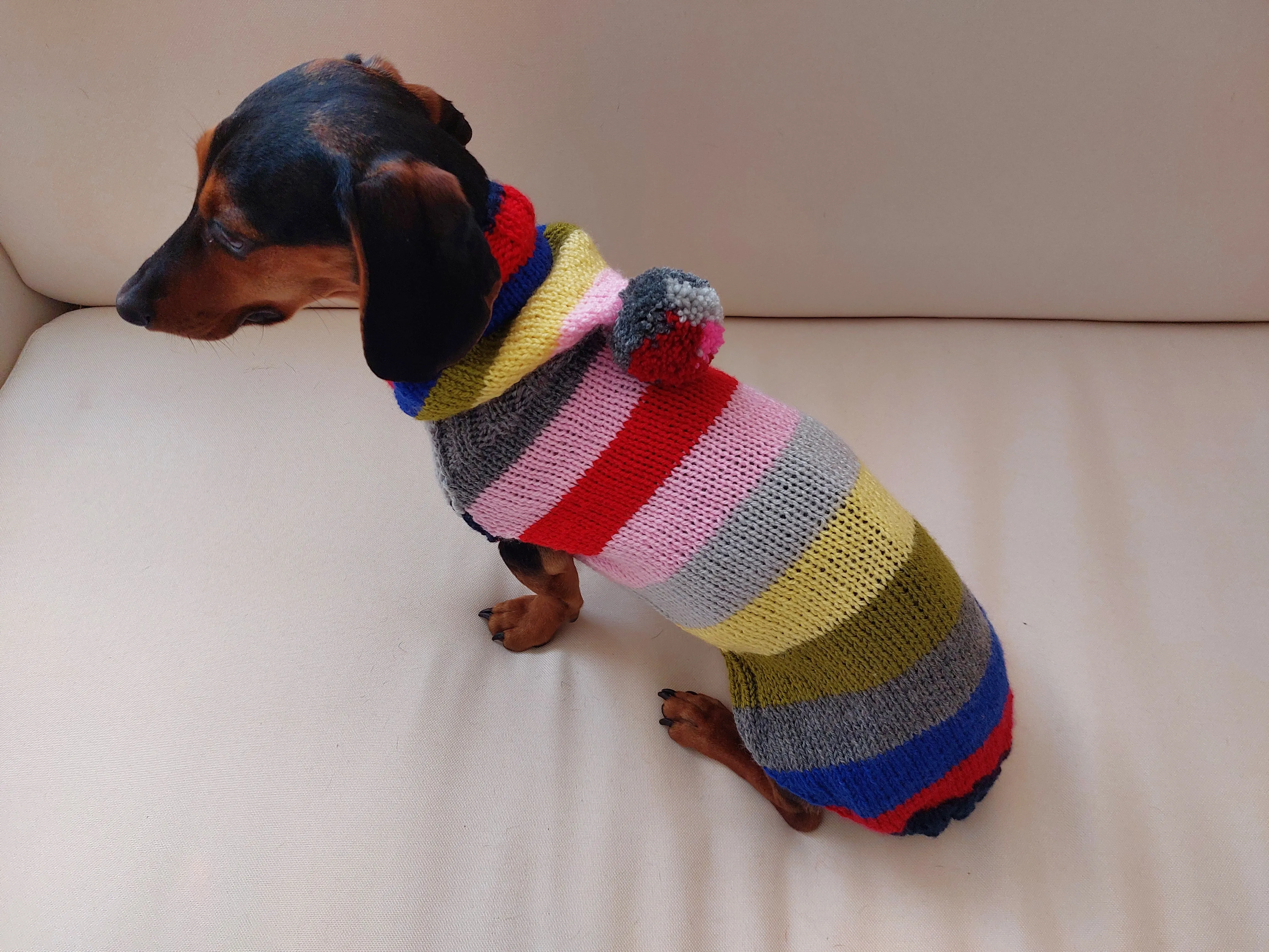 Hoodie  for dog, hoodie for miniature dachshund