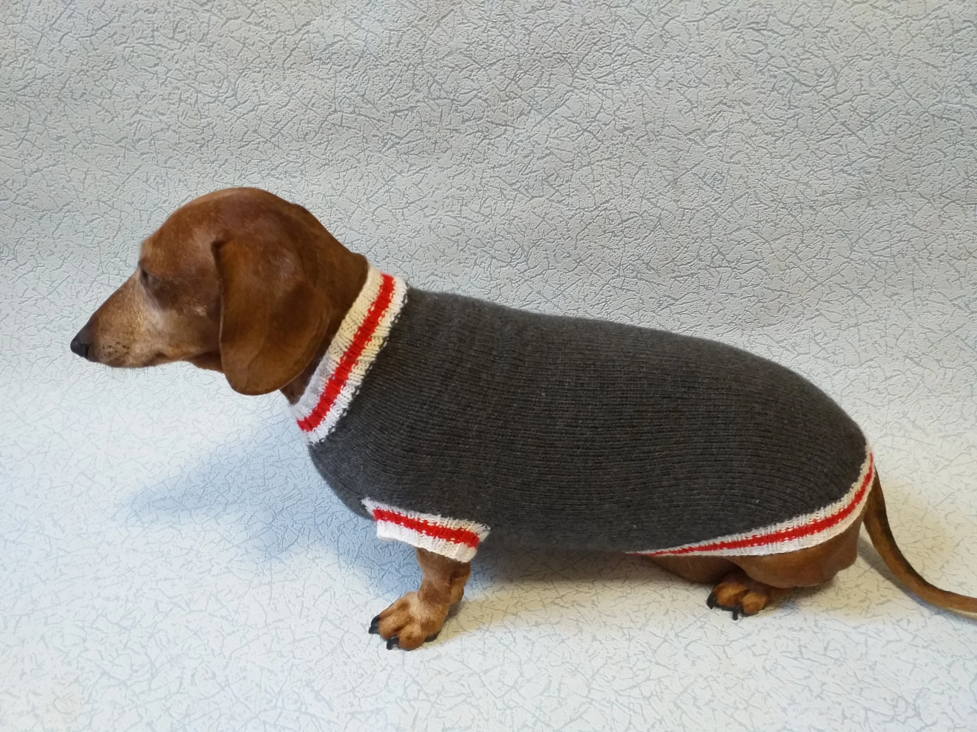 Knitted warm dachshund sweater, gray dog sweater with stripes