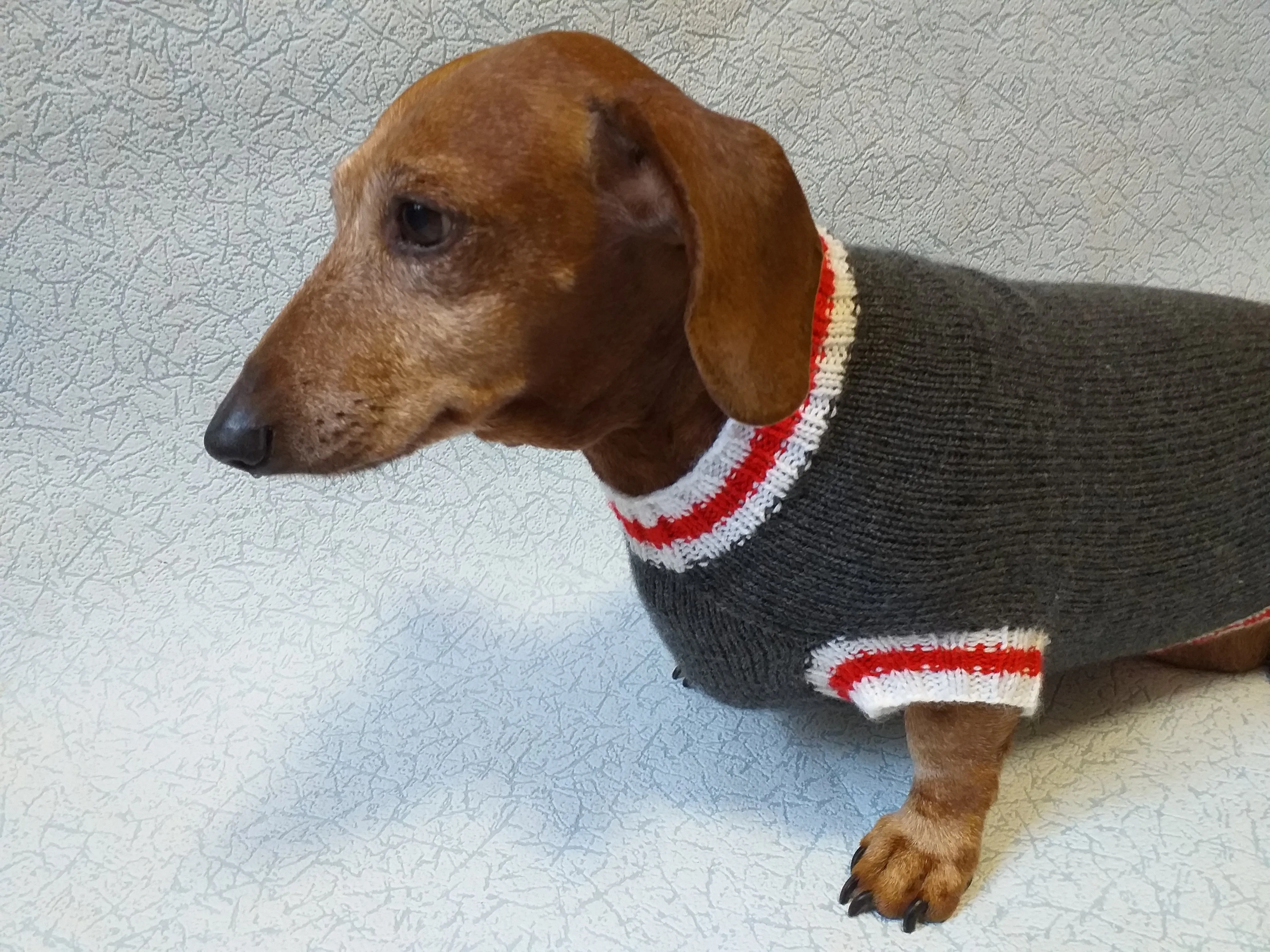 Knitted warm dachshund sweater, gray dog sweater with stripes