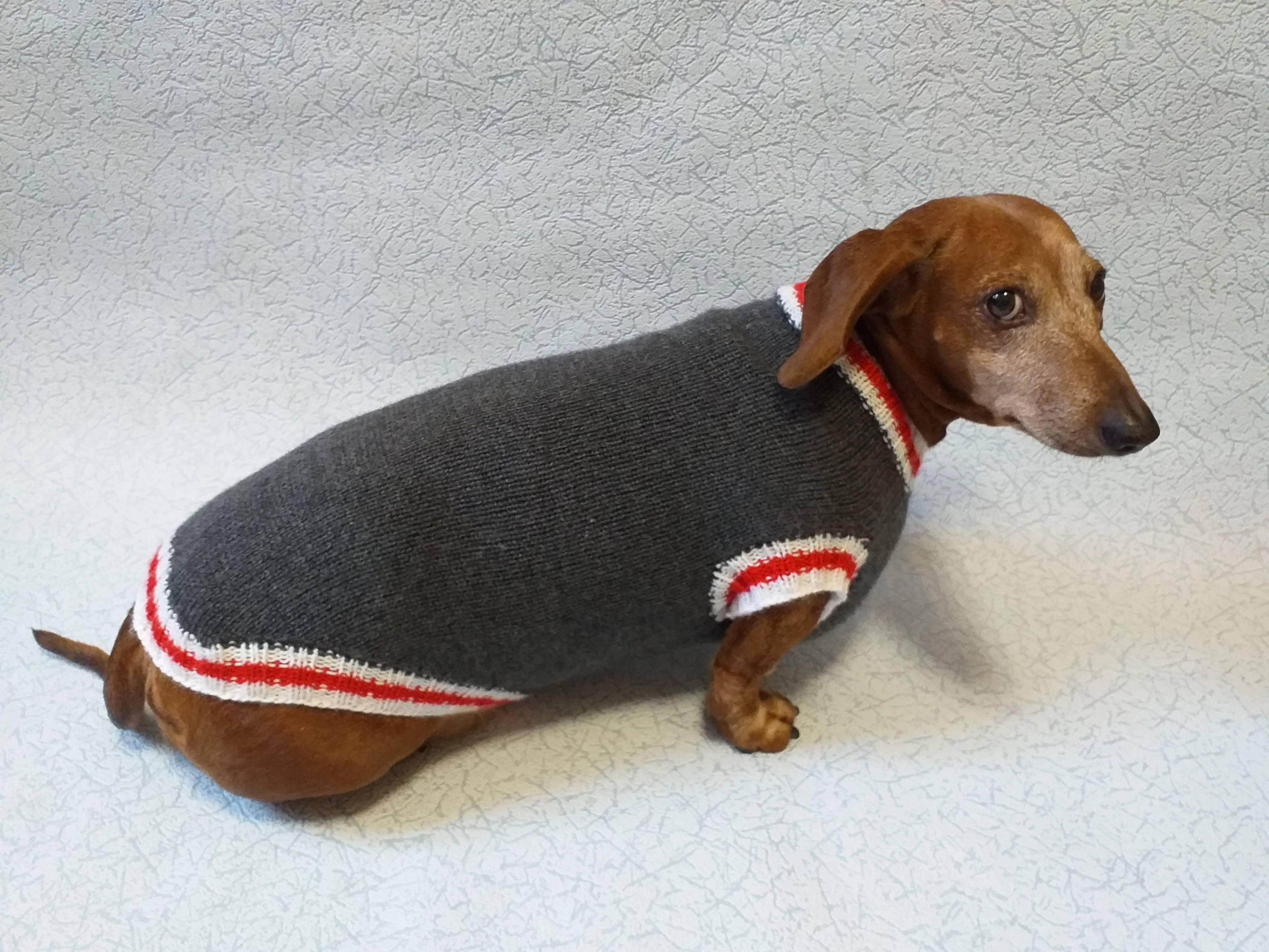 Knitted warm dachshund sweater, gray dog sweater with stripes