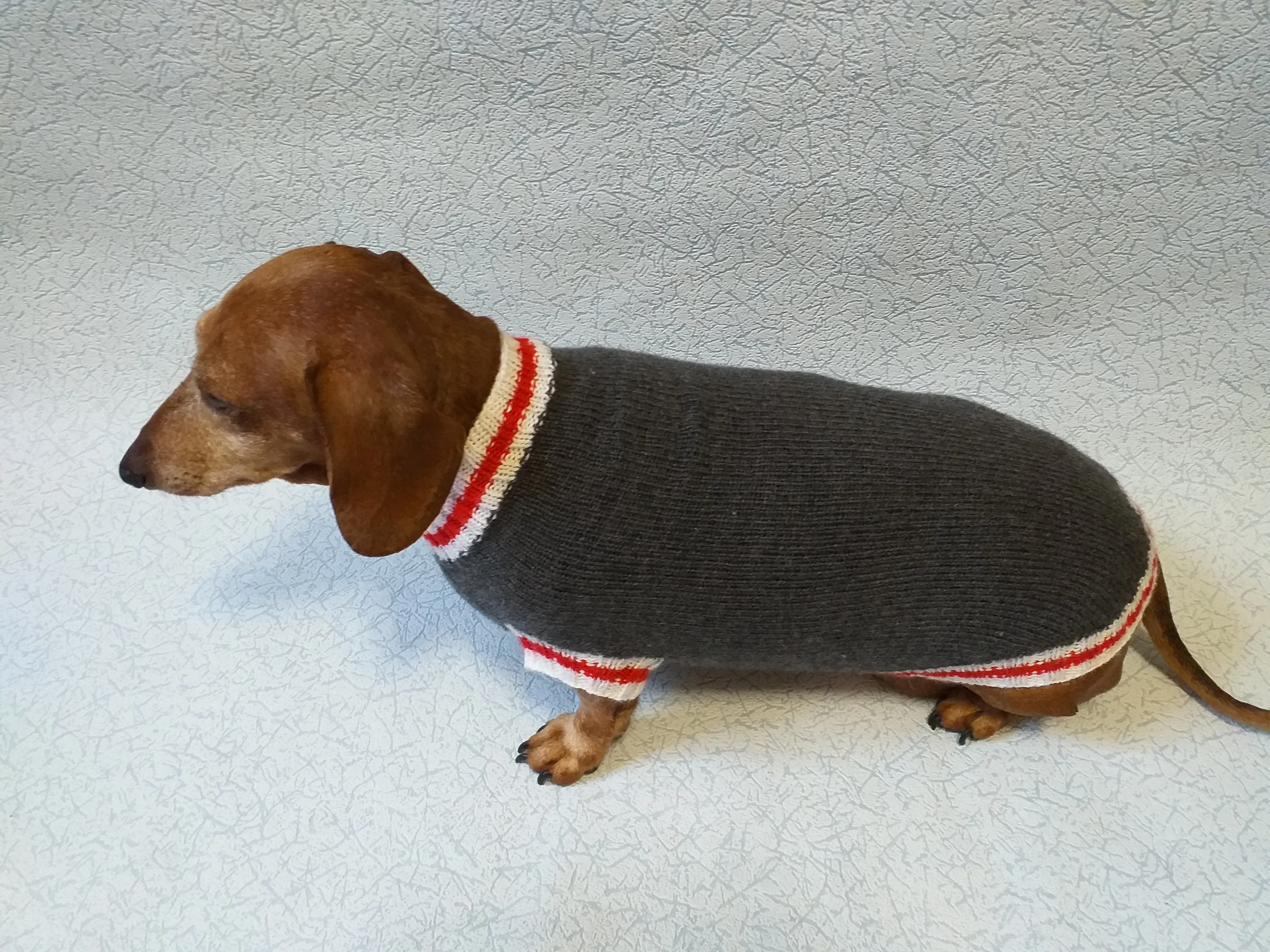 Knitted warm dachshund sweater, gray dog sweater with stripes