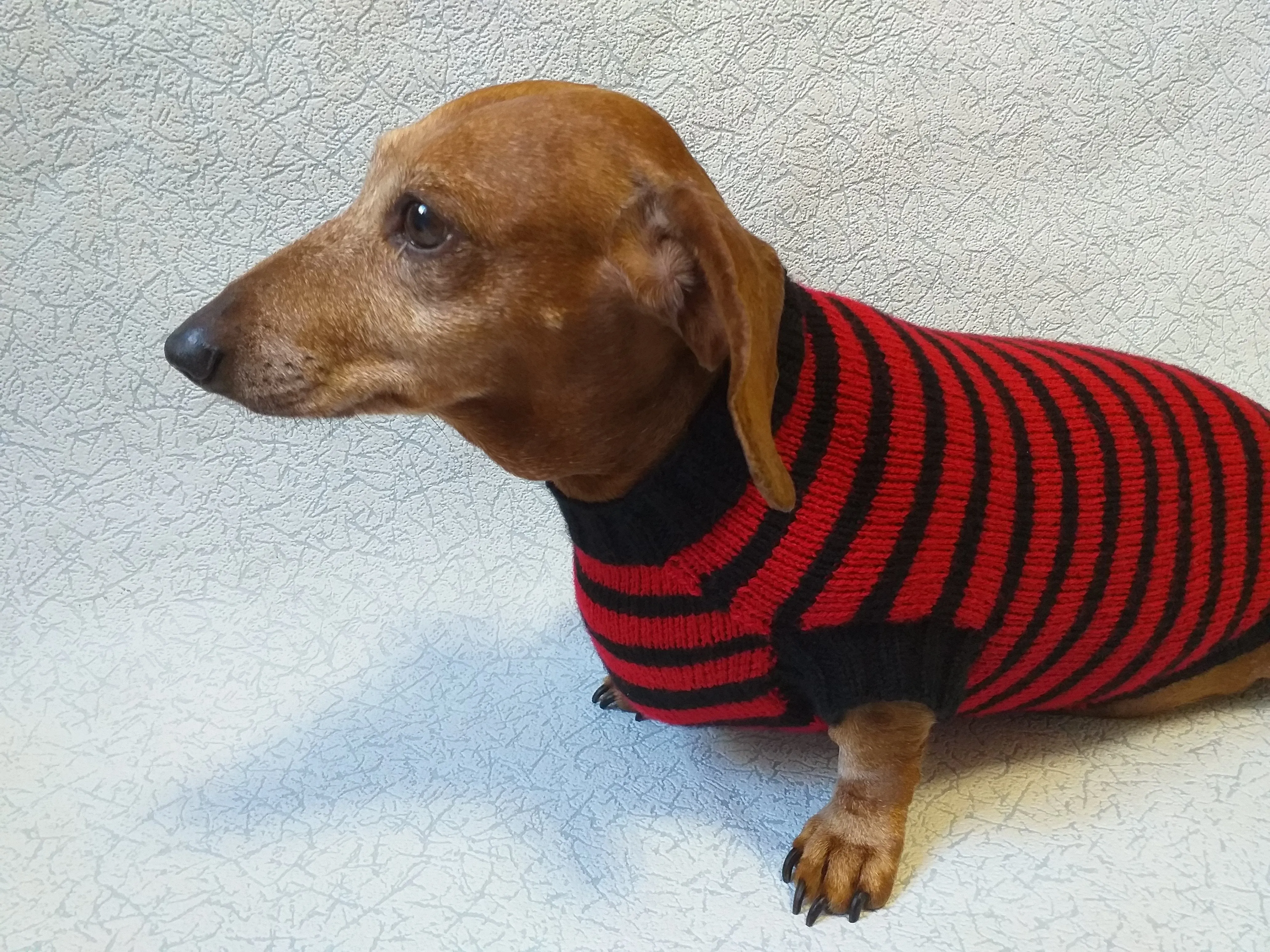 Red with black stripes dog knitted sweater, clothes for dachshund, sweater dog, clothes for dog, sweater for small dogs, dachshund sweater