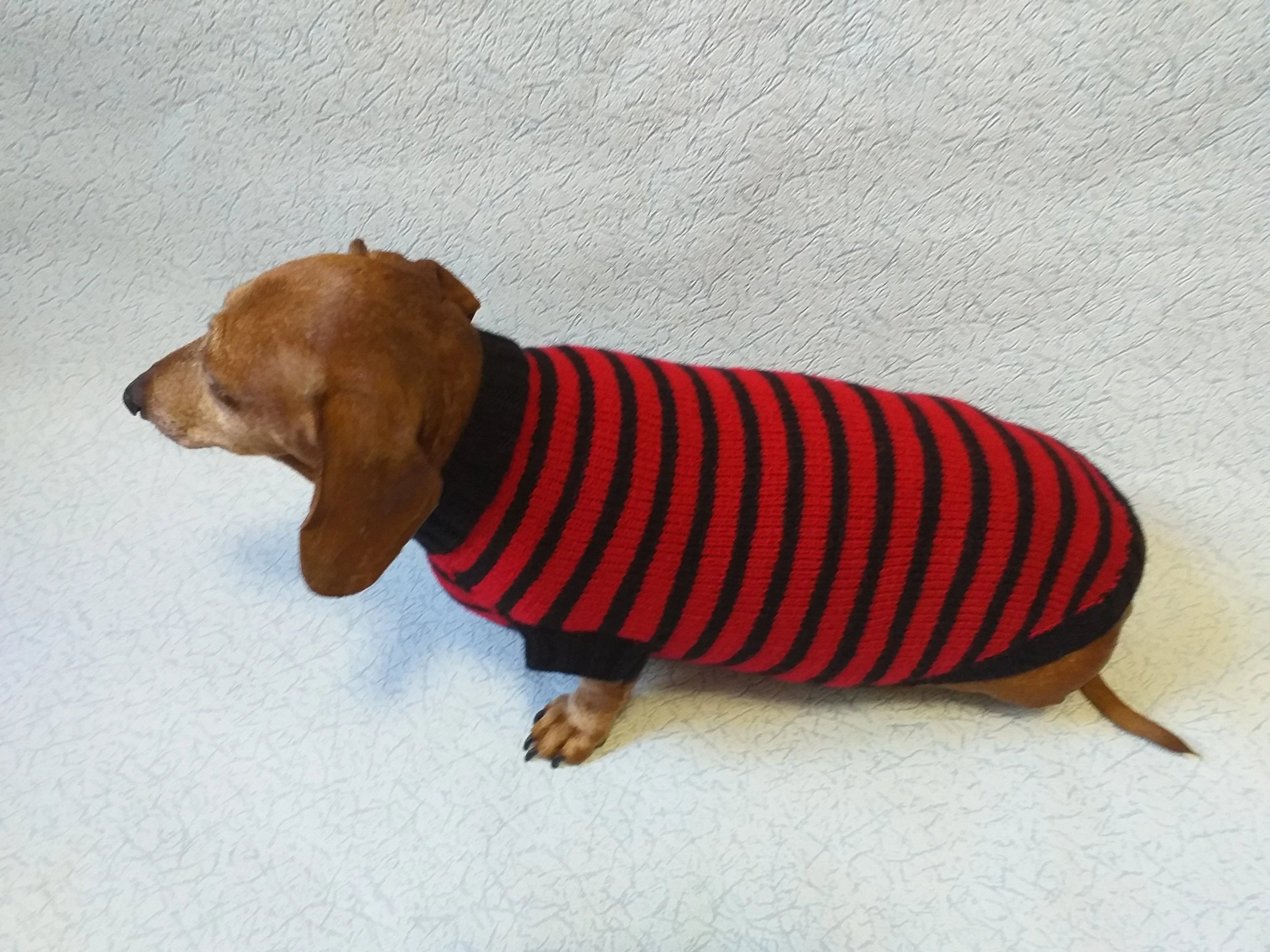 Red with black stripes dog knitted sweater, clothes for dachshund, sweater dog, clothes for dog, sweater for small dogs, dachshund sweater