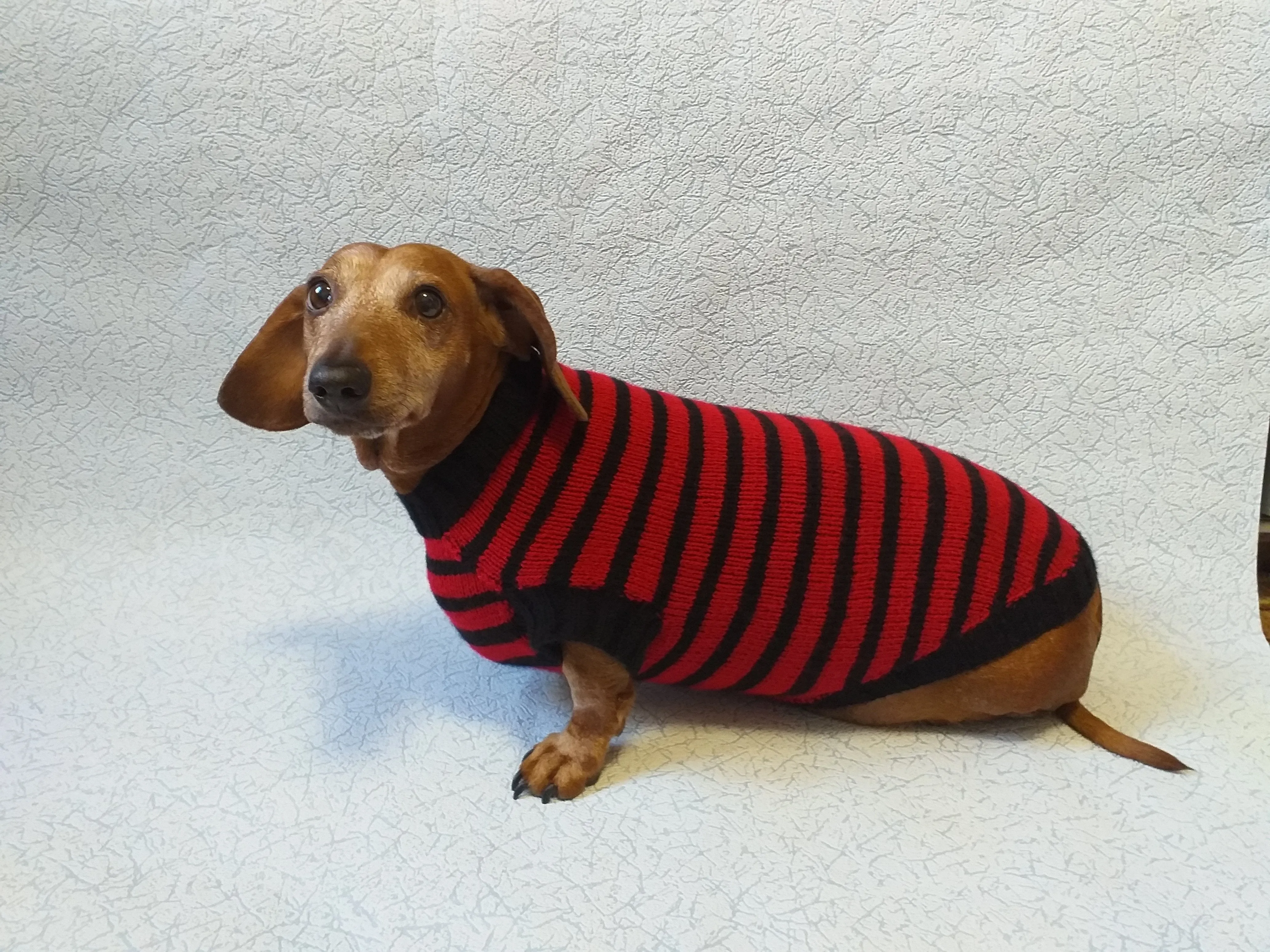 Red with black stripes dog knitted sweater, clothes for dachshund, sweater dog, clothes for dog, sweater for small dogs, dachshund sweater